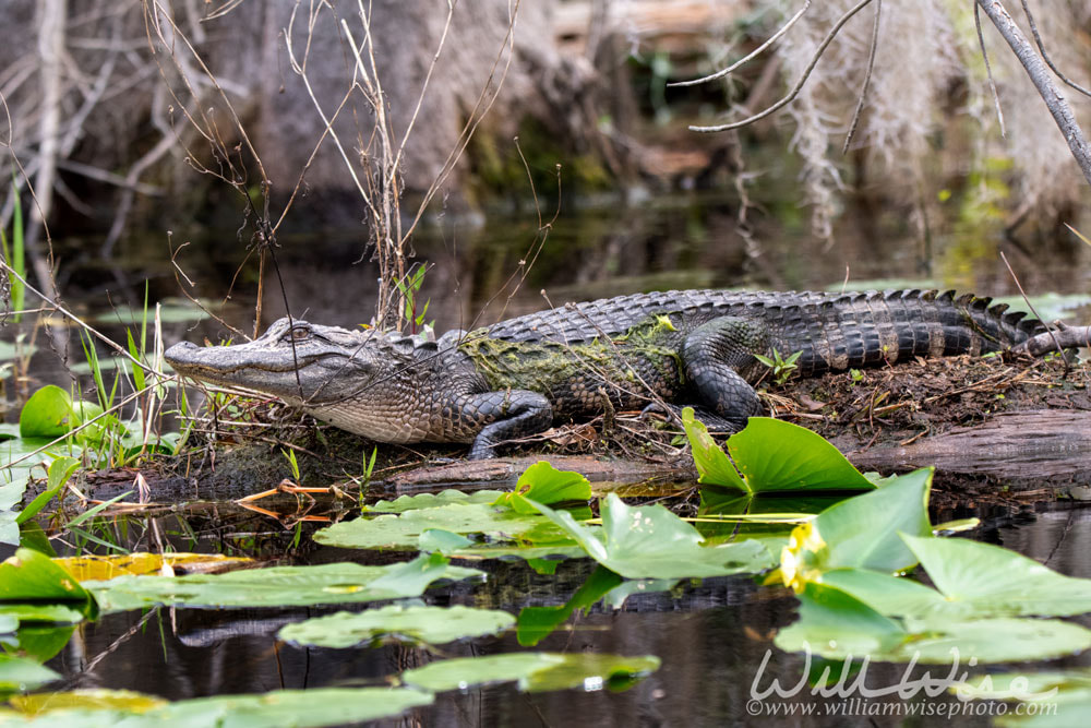 Young American Alligator in a dark Cypress Swamp with lily pads and Spanish Moss Picture