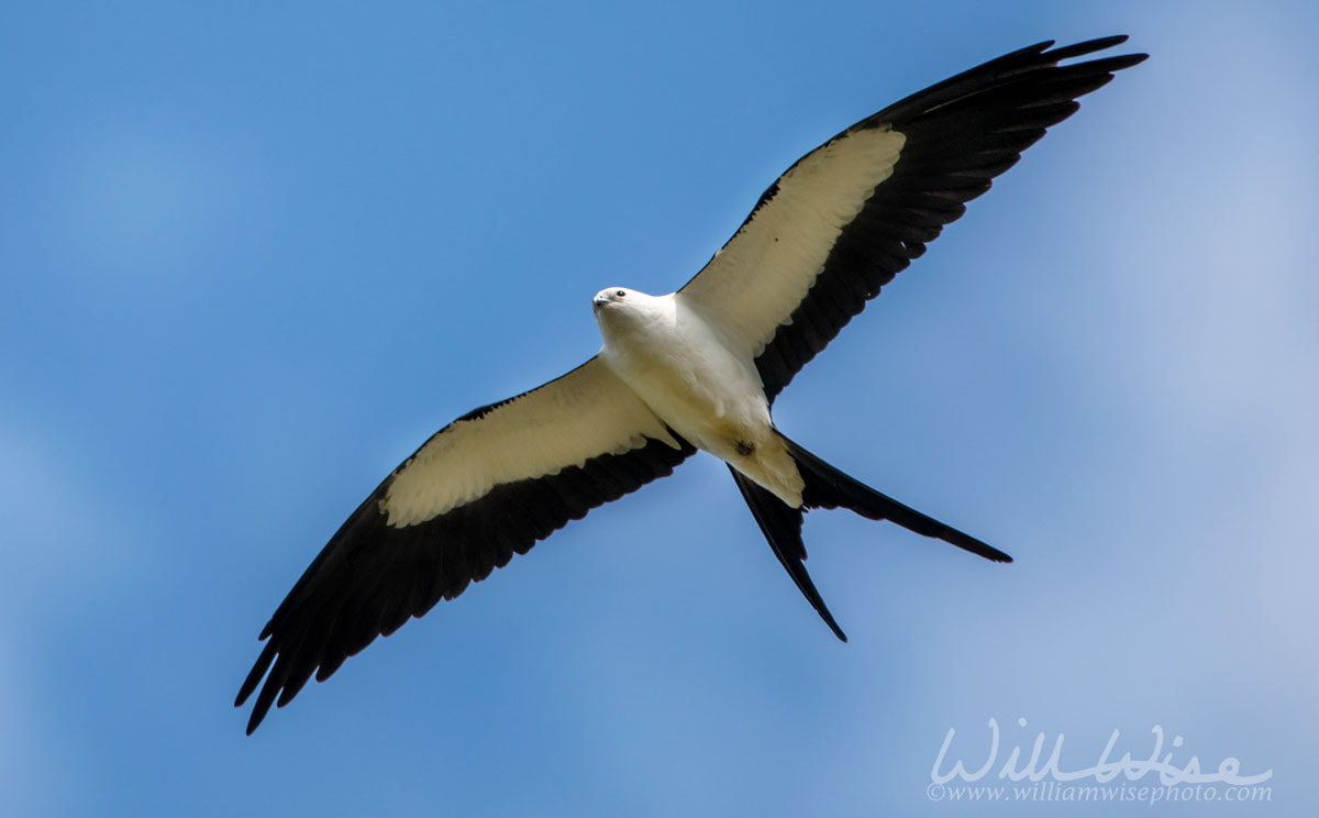 Swallow-tailed Kite Picture