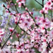 Georgia Cherry Blossom Picture