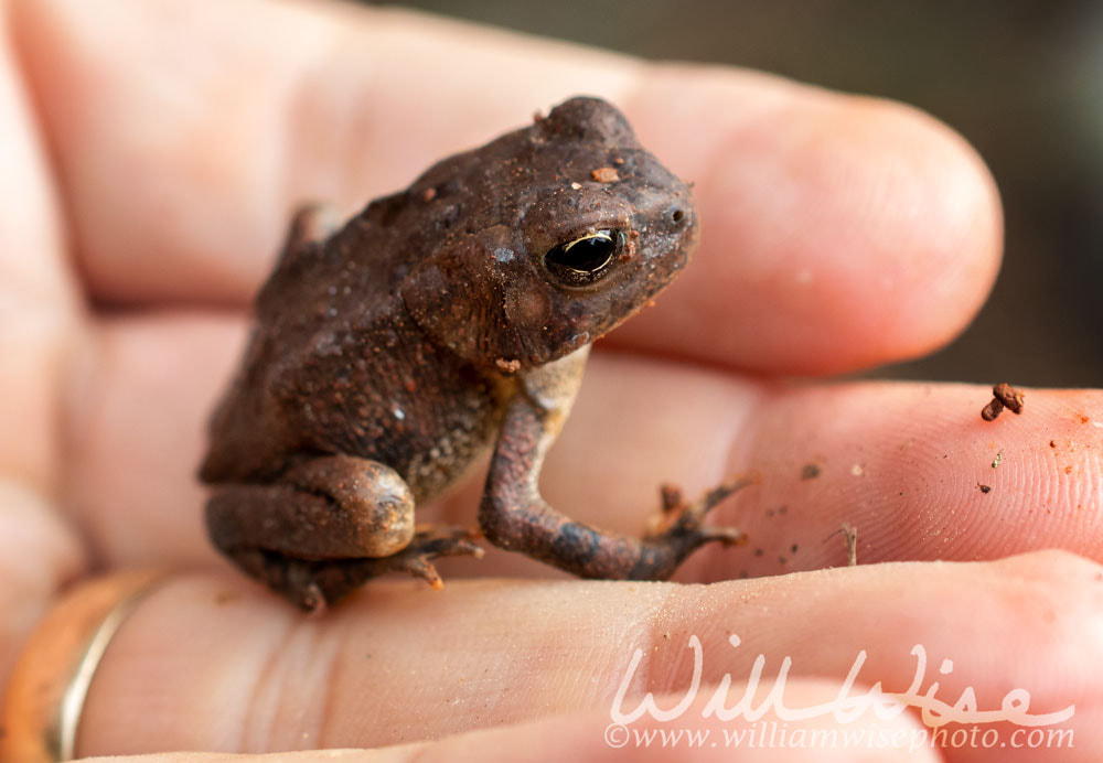 Small American Toad held in hand Picture