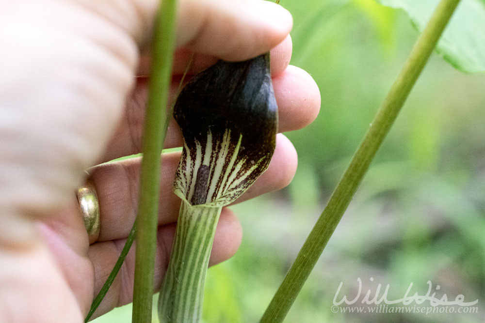 Jack in the Pulpit Flower Picture