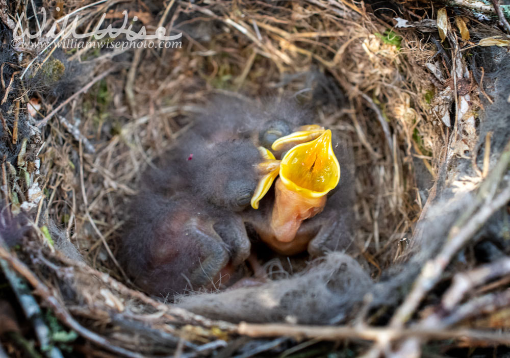 Baby Mockingbird in nest Picture