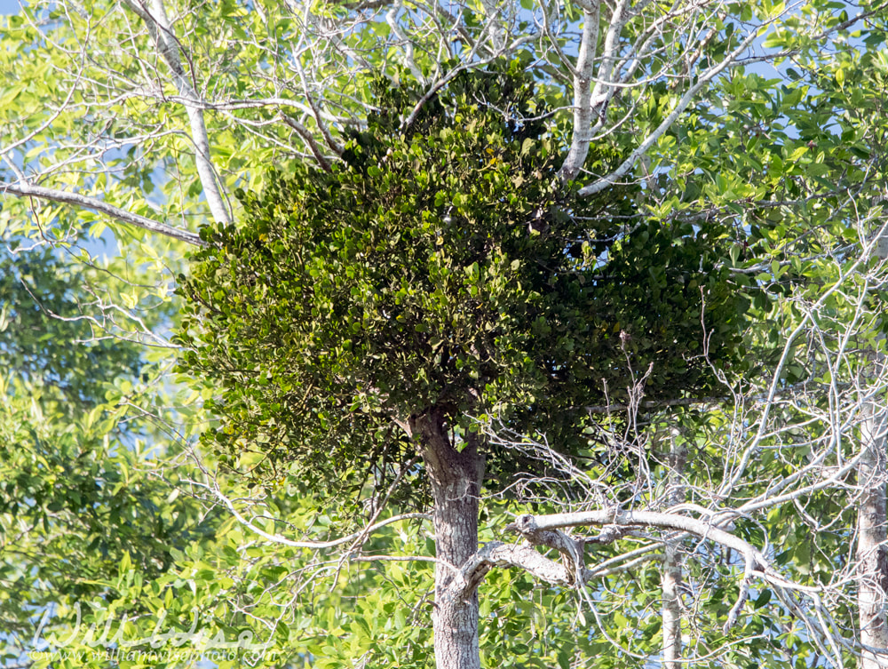 Oak Mistletoe growing in a tree in the Okefenokee Swamp, Georgia, USA Picture