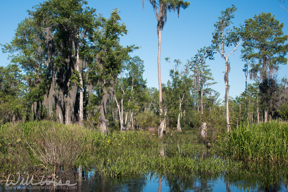 Mixons Hammock panorama Okefenokee Swamp ecosystem Picture