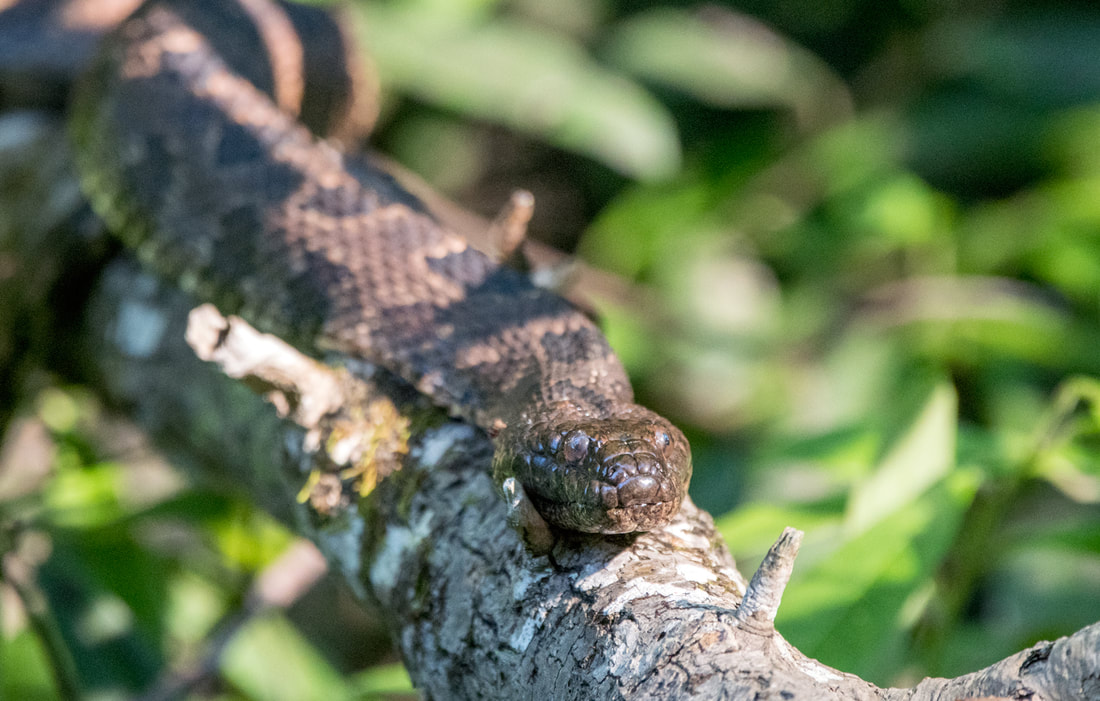 Brown Watersnake Picture