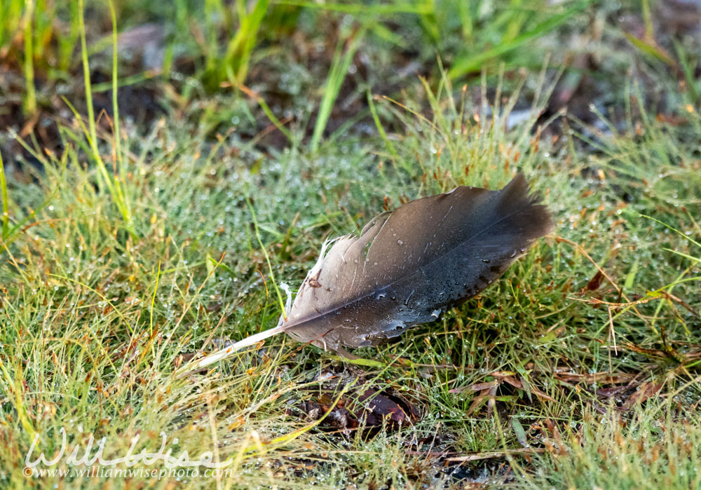 Bird feather laying in dew covered grass on the Okefenokee Upland Pine Trail Picture