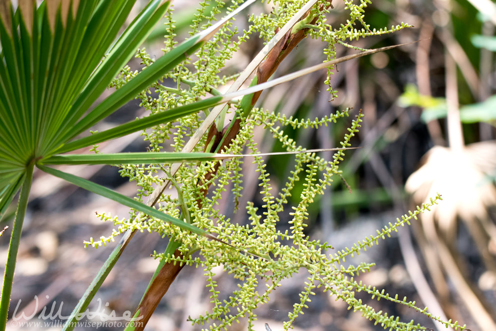 Saw Palmetto flower panicles claimed to prevent prostate cancer Picture