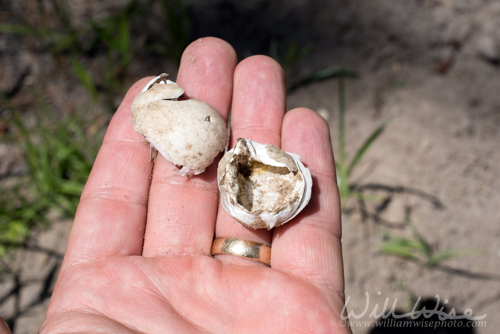 Turtle eggs shells broke open by predator held in hand Picture