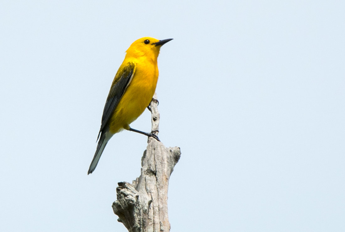 Prothonotary Warbler Picture
