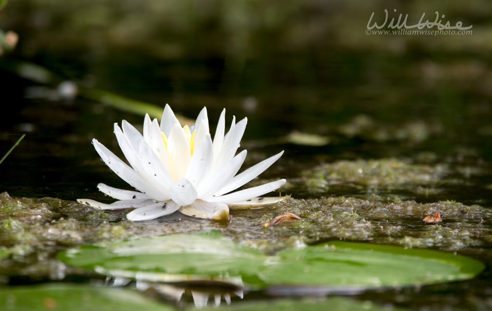 American White Water Lily flower blooming on a lily pad in the Okefenokee Swamp, Georgia Picture