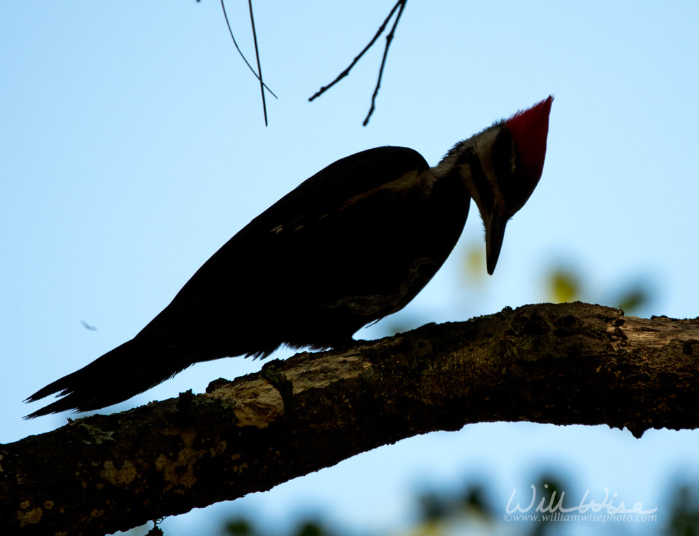 Pileated Woodpecker Silhouette Picture