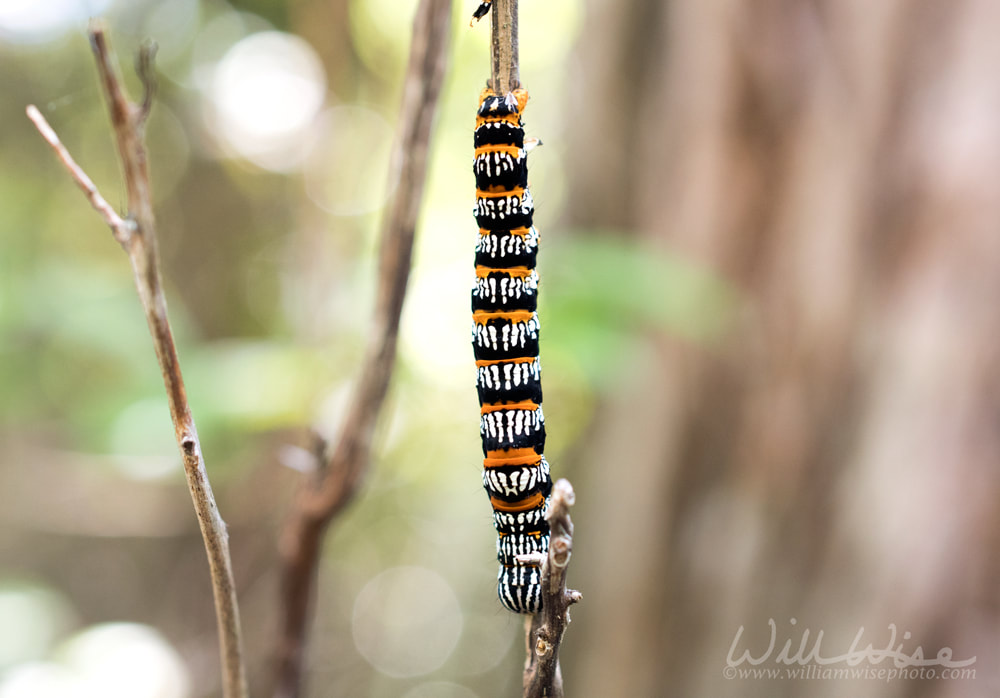Okefenokee Zale Moth Caterpillar Picture