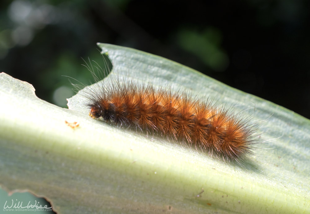 Tiger Moth caterpillar eating Golden Club leaves in Okefenokee Swamp, Georgia USA Picture