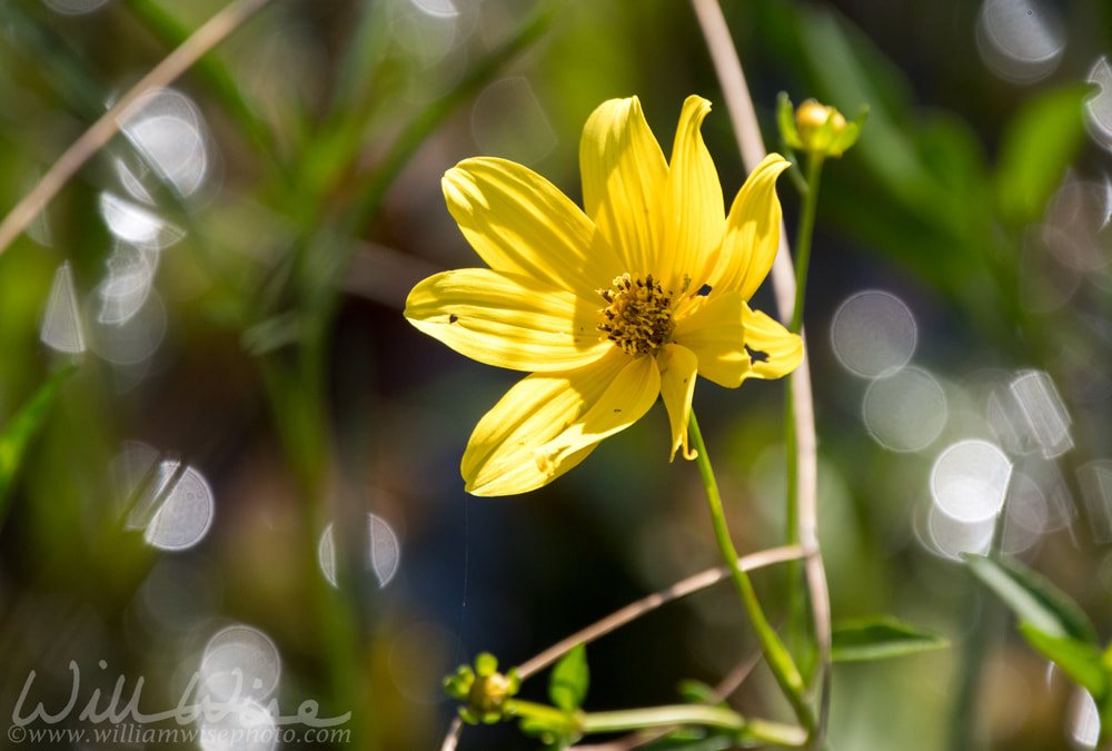 Golden wildflower; Okefenokee Swamp Picture