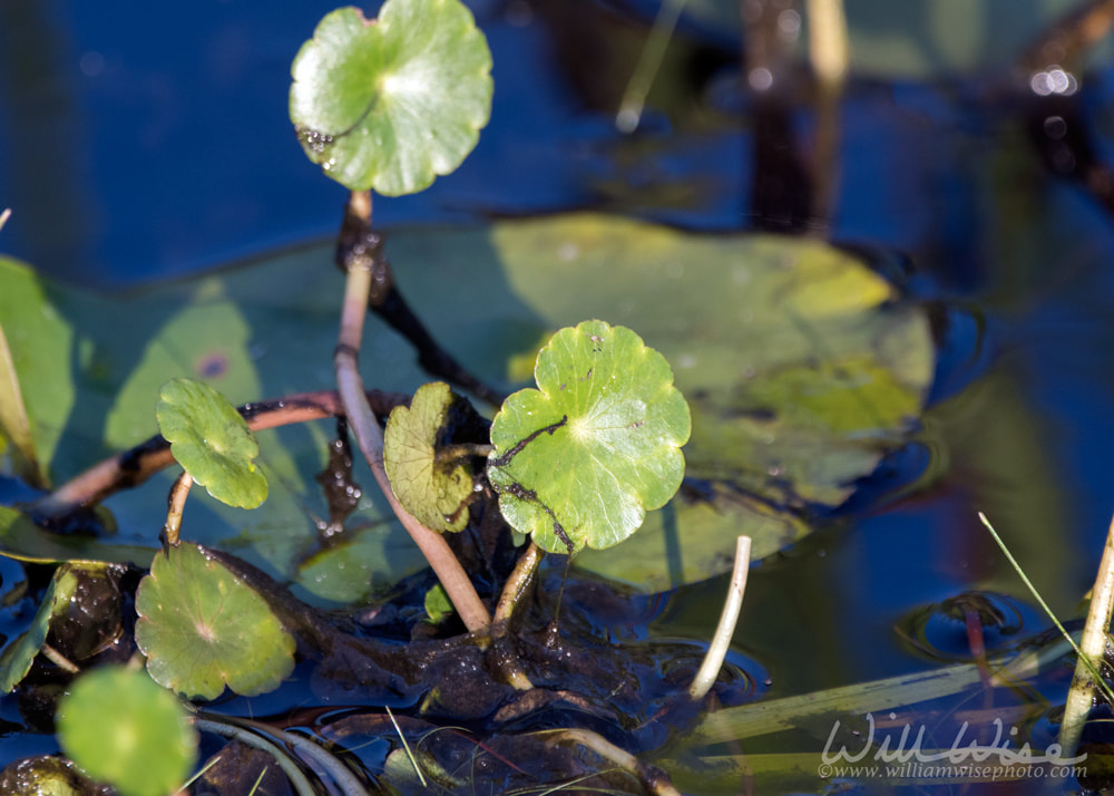 Water Pennywort Plant Picture