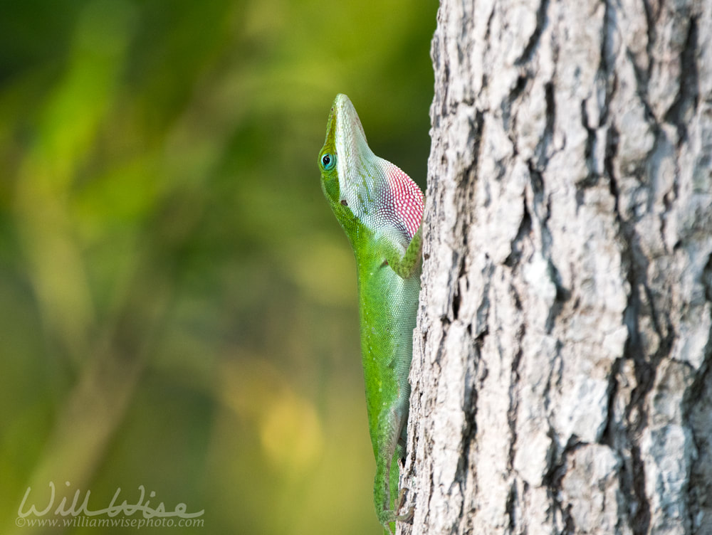 Green Anole lizard extending pink dewlap Picture