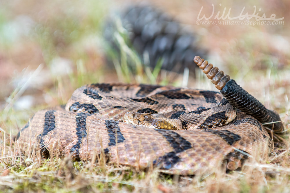 Canebrake Timber Rattlesnake coiled rattling and ready to strike Picture