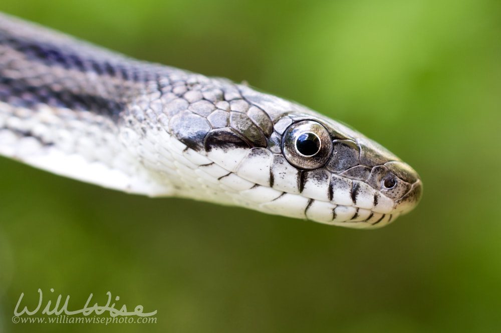 Rat Snake coiled and ready to strike, Georgia USA Picture