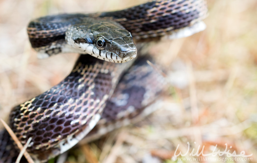 Rat Snake coiled and ready to strike, Georgia USA Picture
