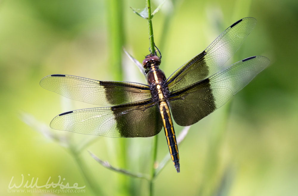 Widow Skimmer dragonfly, Georgia USA Picture