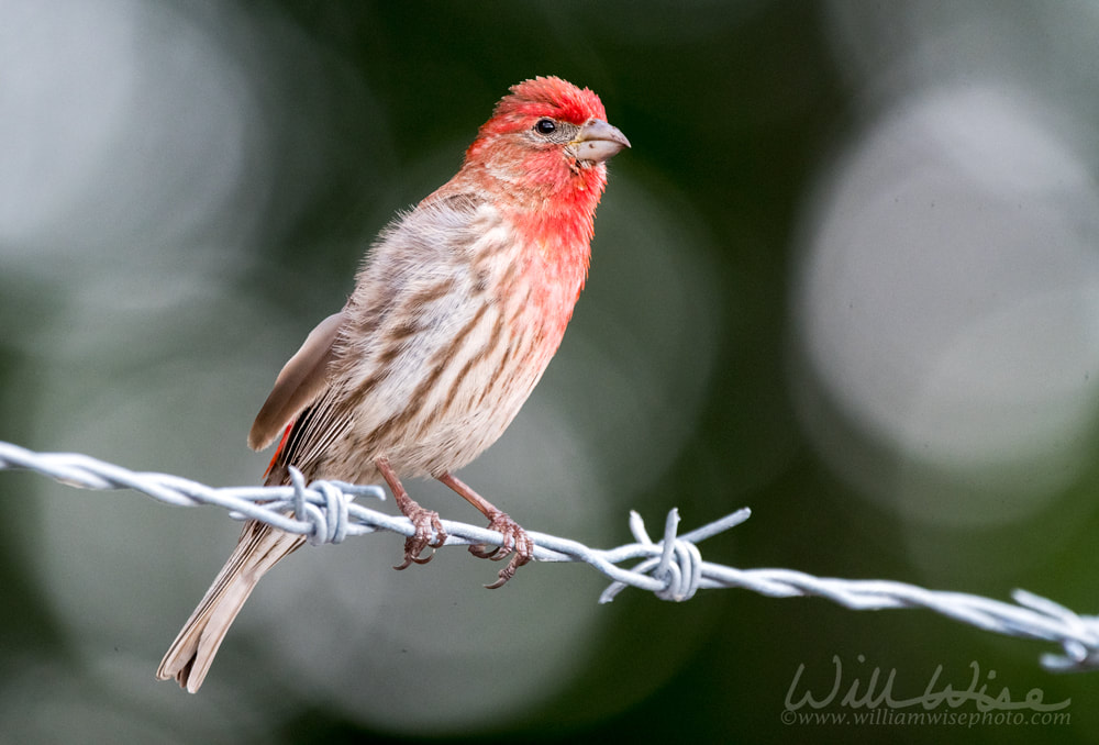 Male House Finch bird perched on barbed wire, Georgia USA Picture