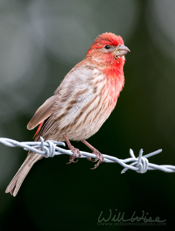 Male House Finch bird perched on barbed wire, Georgia USA Picture