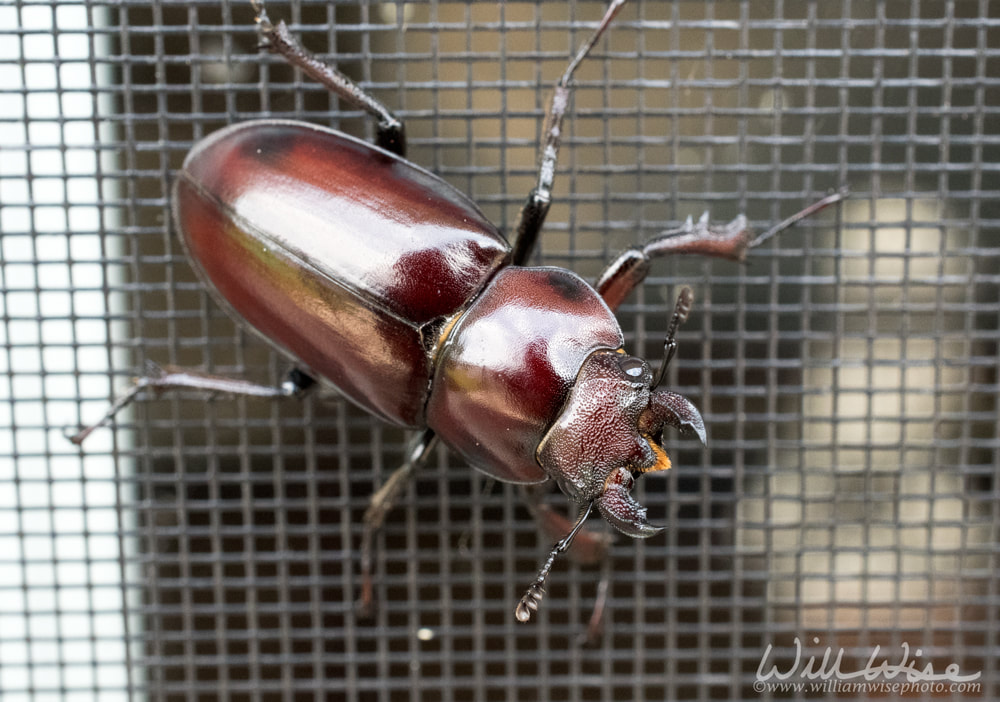 Giant Stag Beetle on a patio screen, Georgia USAPicture