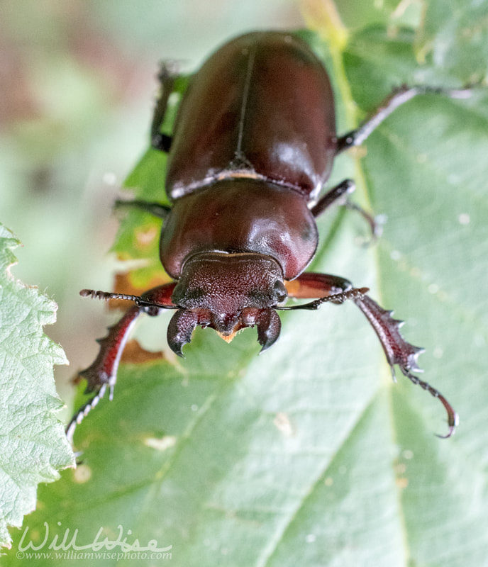 Giant Stag Beetle on a brier leaf, Georgia USA Picture