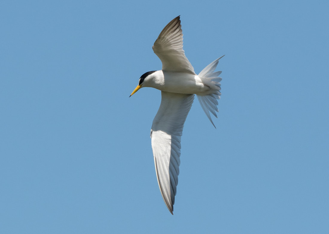 Least Tern; Walton County, Georgia Picture