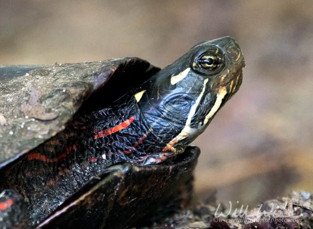 Female nesting Painted Turtle laying eggs, Georgia USA Picture