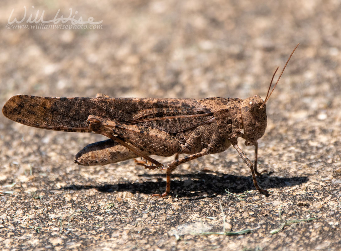 Large brown Carolina Grasshopper Picture