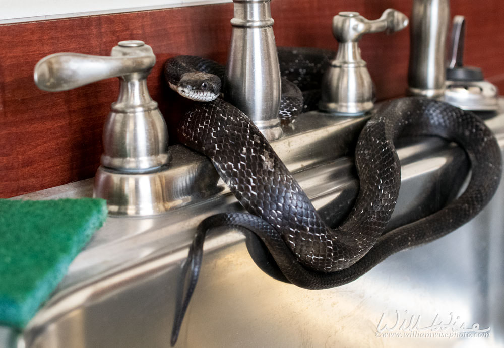 Eastern Black Rat Snake flicking forked tongue coiled in kitchen sink inside home Picture