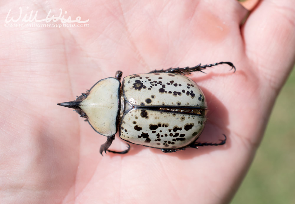 Giant Eastern Hercules Beetle in palm of hand Picture