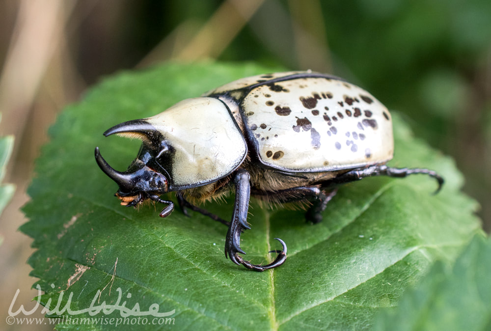 Giant Eastern Hercules Beetle with large horns on a leaf Picture