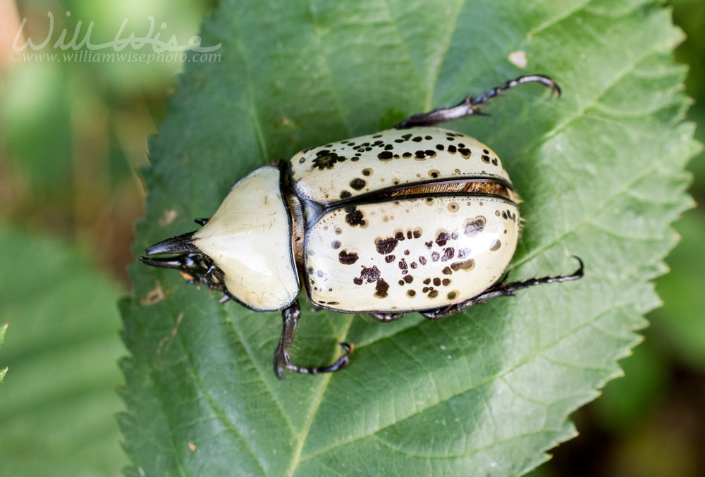 Giant Eastern Hercules Beetle with large horns on a leaf  Picture