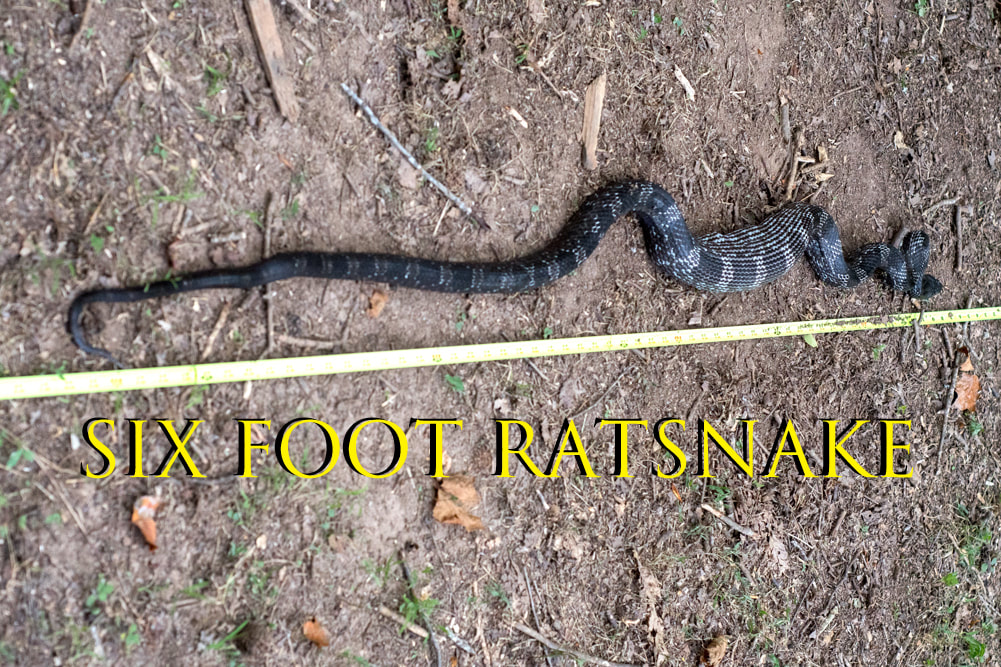 Six Foot Ratsnake Measured Picture
