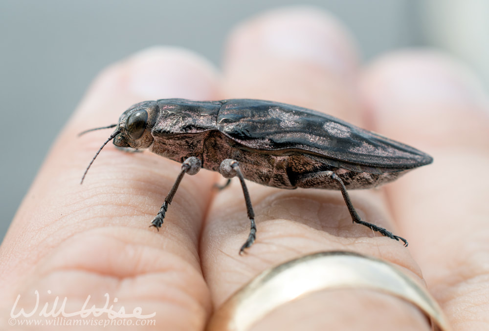 Wood Borer Beetle Picture