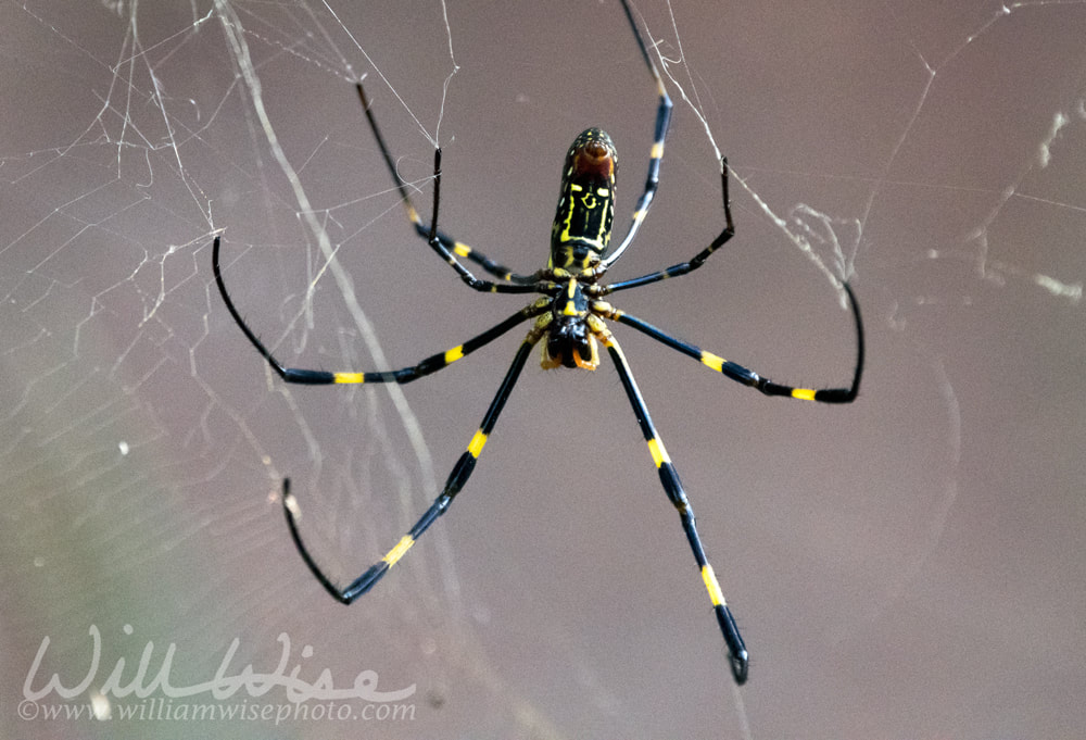 Female Joro Spider in a web ventral view Picture