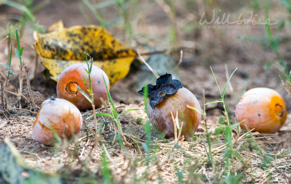 Persimmon Tree Fruit on the ground in fall Picture