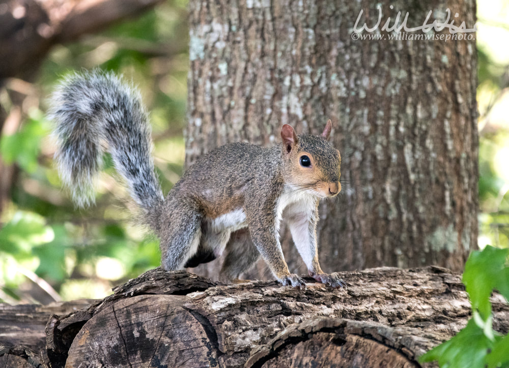 Eastern Gray Squirrel with bushy tail hopping on fire wood Picture