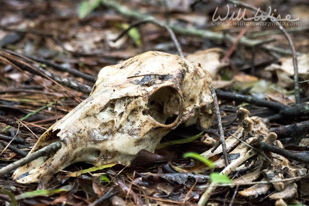 Deer skull laying in pine needles in a dark forest Picture
