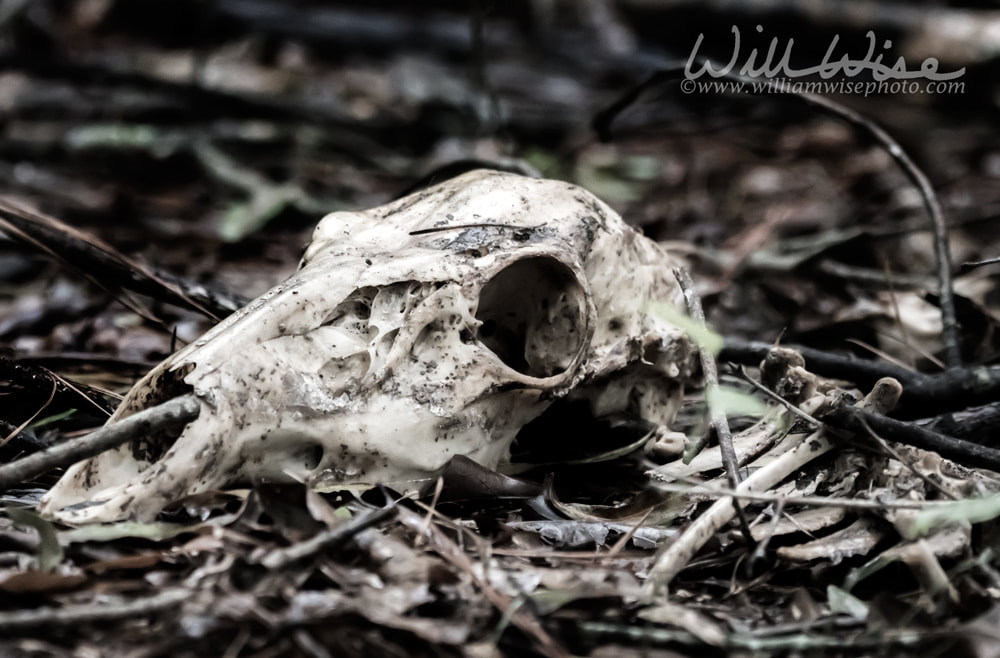 Scary Deer skull laying in pine needles in a dark forest Picture