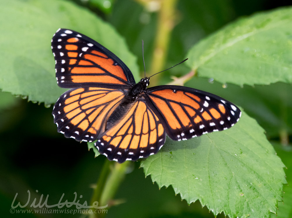 Beautiful black orange and white Viceroy Butterfly wings Picture