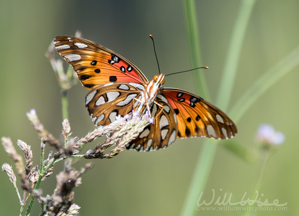 Gulf Fritillary Butterfly Picture