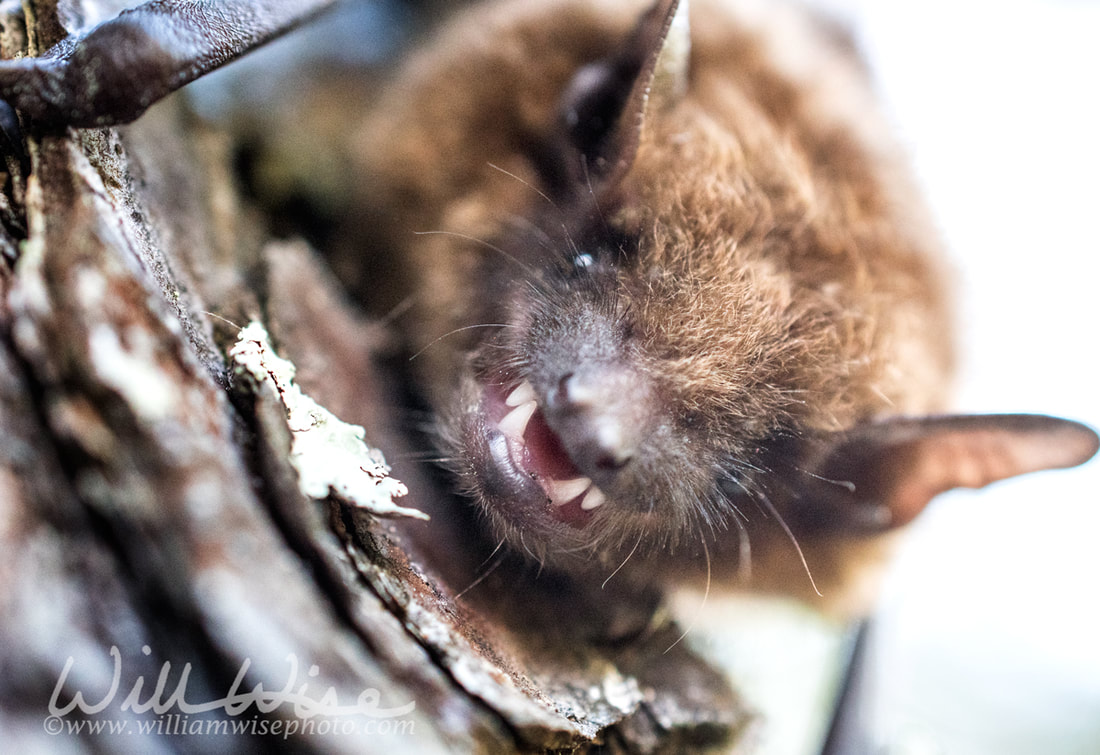 Scary Evening Bat showing sharp canine teeth like vampire fangs Picture