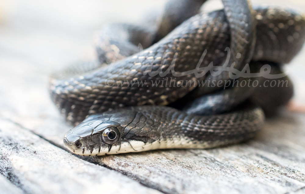Coiled Eastern Black Snake Picture