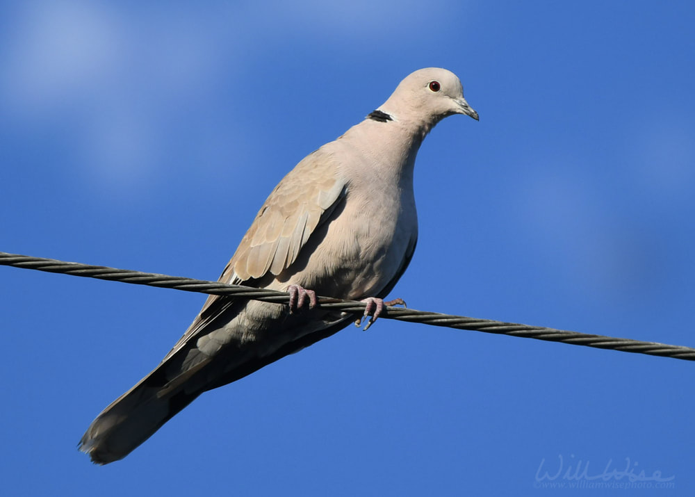 Eurasian Collared Dove Picture