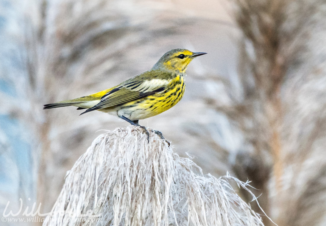 Cape May Warbler Picture