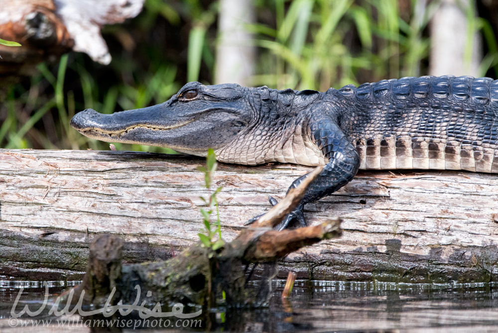 American Alligator laying on a cypress log in the Okefenokee Swamp, tight dermal scales visible Picture
