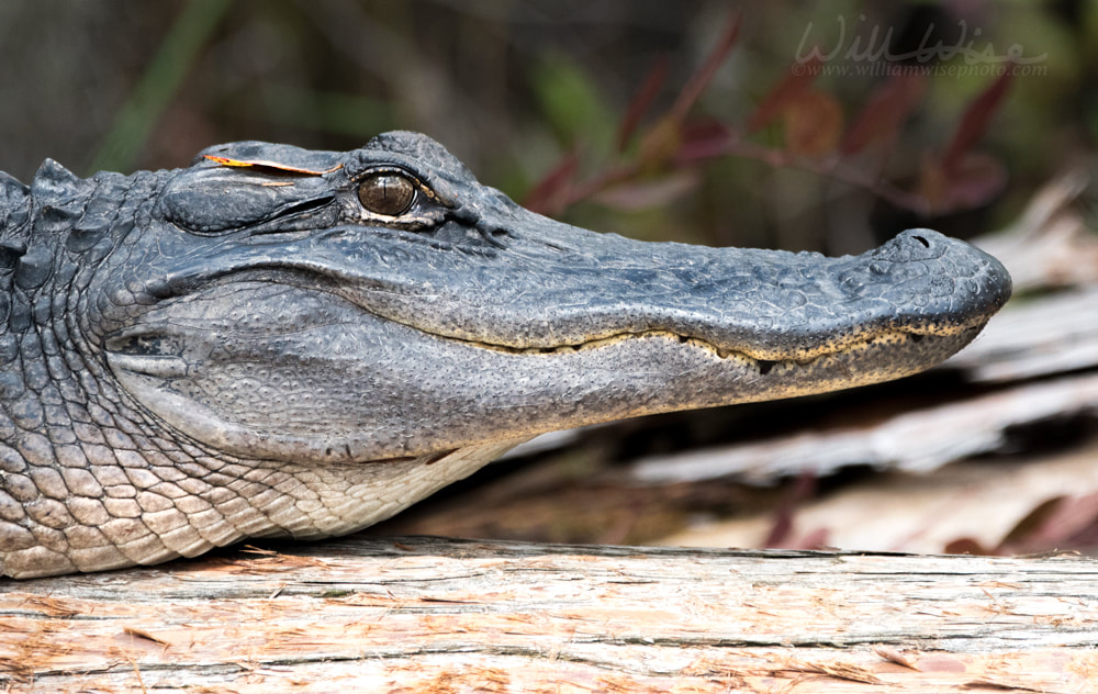 Close up portrait of American Alligator head, jaws, teeth, scales and vertically elliptical pupil Picture